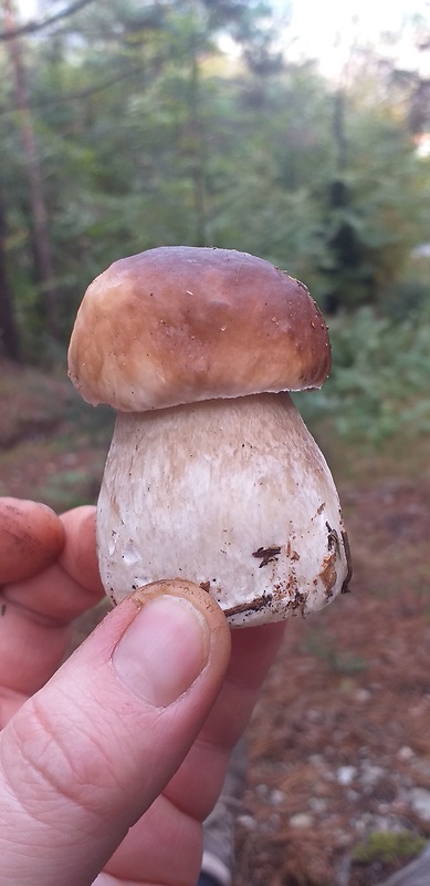 hríb smrekový Boletus edulis Bull.