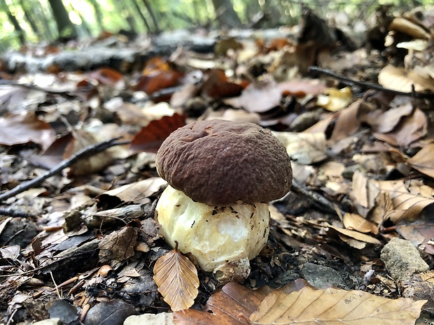 hríb sosnový Boletus pinophilus Pil. et Dermek in Pil.