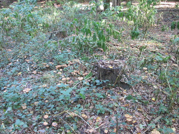 podpňovka Armillaria sp.