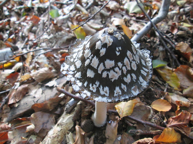 hnojník strakatý Coprinopsis picacea (Bull.) Redhead, Vilgalys & Moncalvo