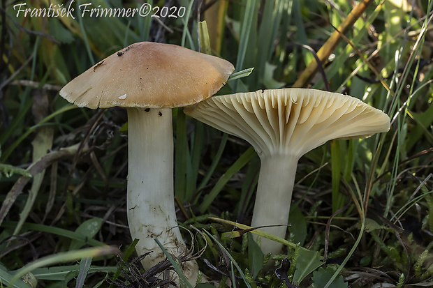 lúčnica statná Cuphophyllus pratensis (Fr.) Bon