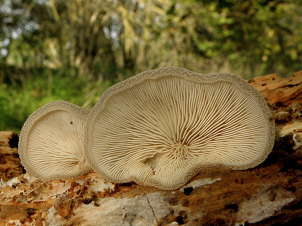 lastúrka plstnatá Hohenbuehelia mastrucata (Fr.) Singer