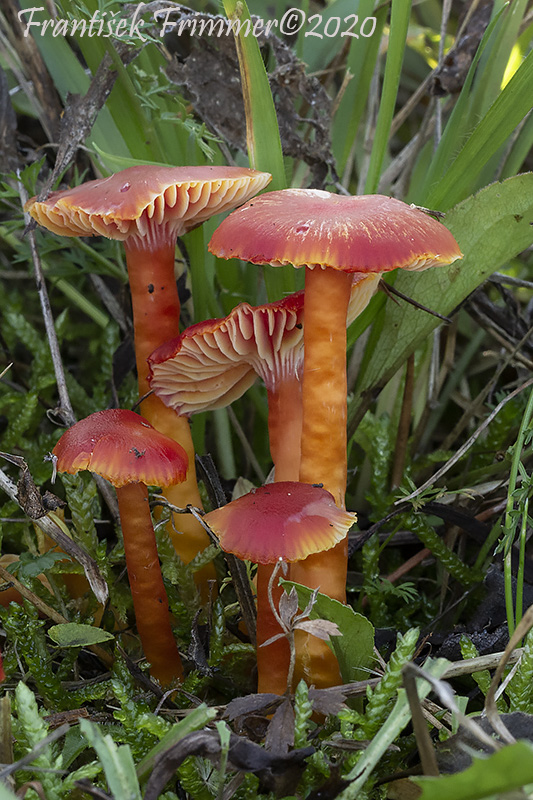 lúčnica šarlátová Hygrocybe coccinea (Schaeff.) P. Kumm.