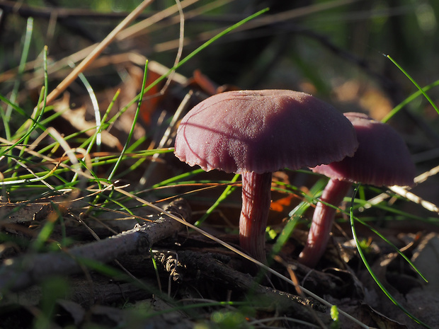 lakovka ametystová Laccaria amethystina (Huds.) Cooke