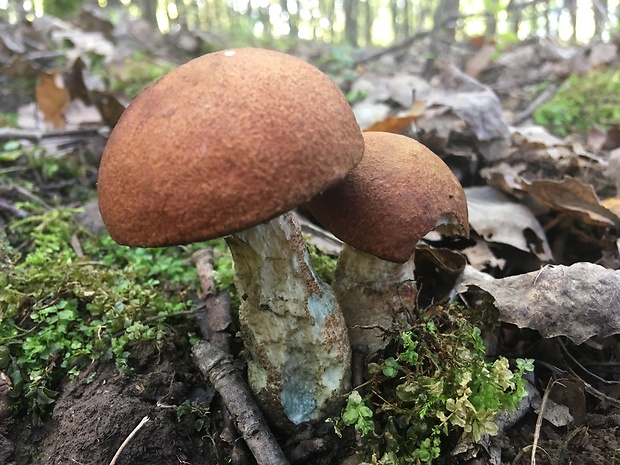 kozák dubový Leccinum aurantiacum (Bull.) Gray