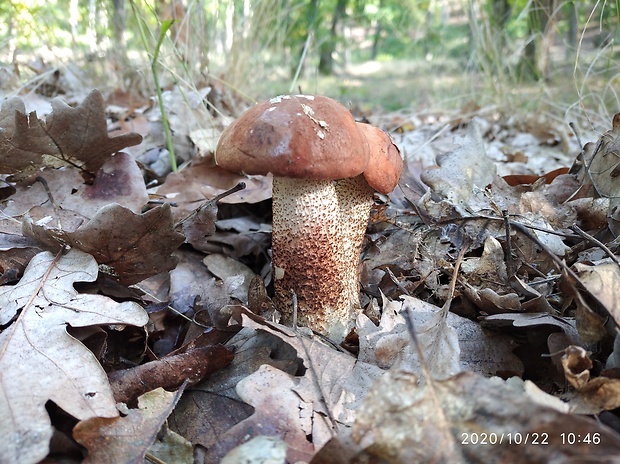 kozák dubový Leccinum aurantiacum (Bull.) Gray