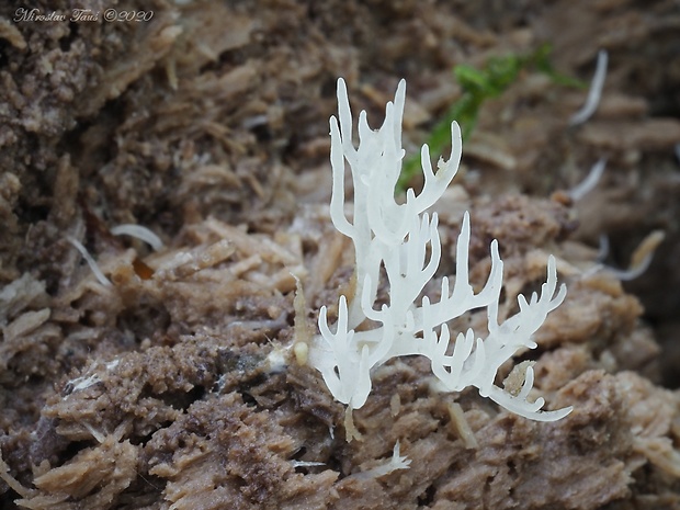 lentária Lentaria sp.