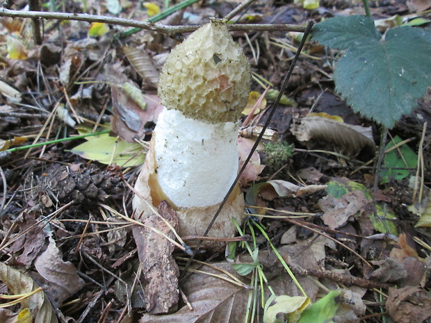 hadovka smradľavá Phallus impudicus L.