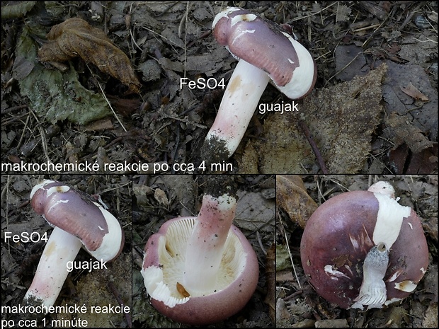 plávka fialovočervená Russula lilacea Quél.