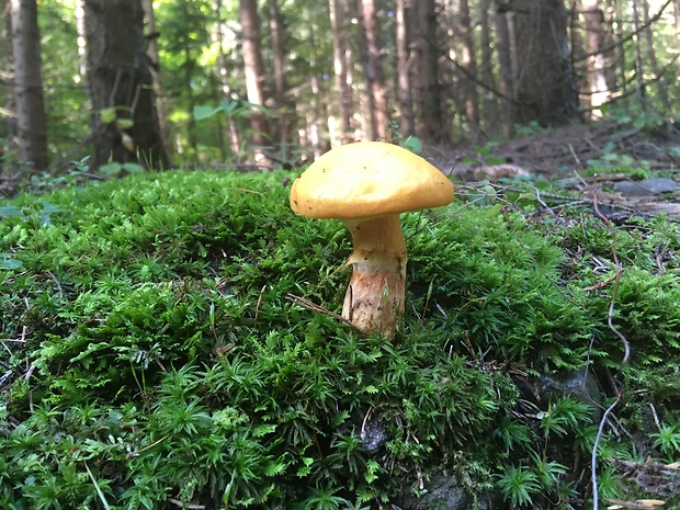 masliak smrekovcový Suillus grevillei (Klotzsch) Singer