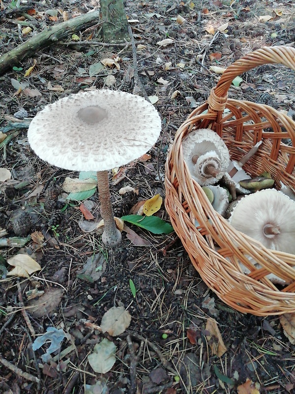 bedľa vysoká Macrolepiota procera (Scop.) Singer