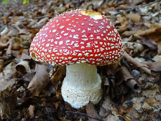 muchotrávka červená Amanita muscaria (L.) Lam.