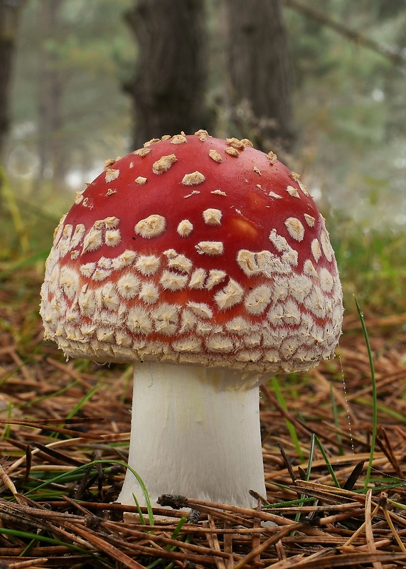 muchotrávka červená Amanita muscaria (L.) Lam.