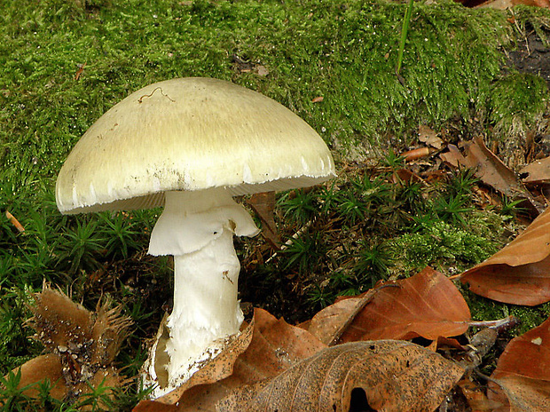 muchotrávka zelená Amanita phalloides (Vaill. ex Fr.) Link