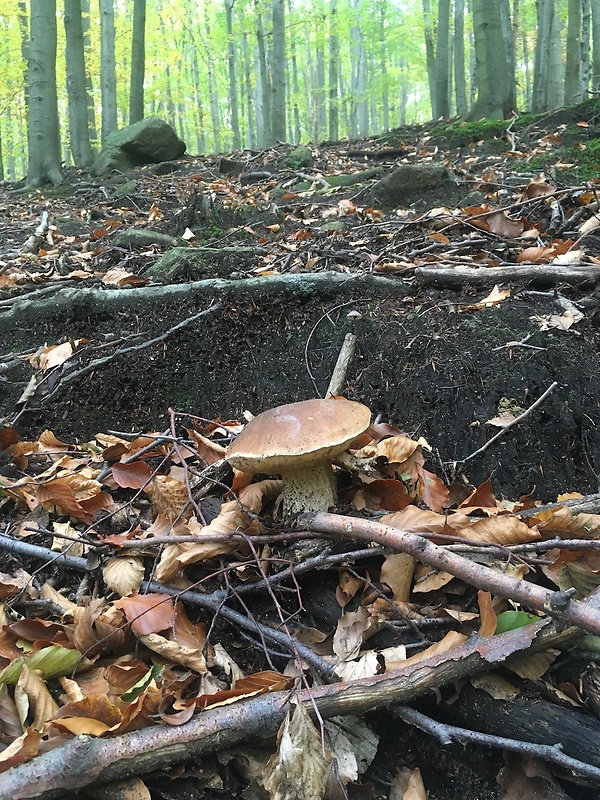 hríb smrekový Boletus edulis Bull.