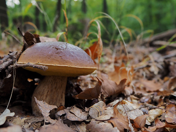 hríb smrekový Boletus edulis Bull.