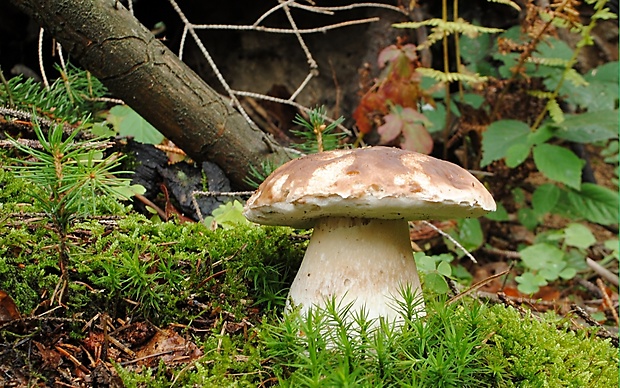 hríb smrekový Boletus edulis Bull.