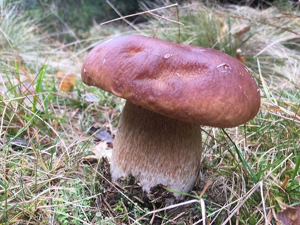 hríb smrekový Boletus edulis Bull.