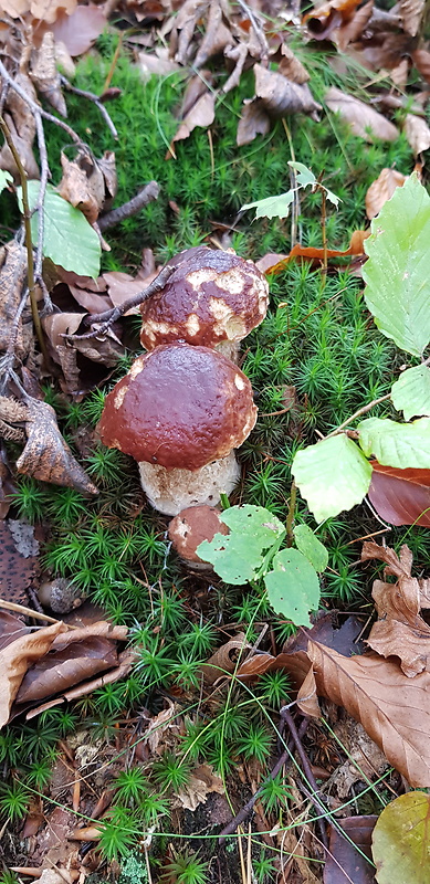 hríb sosnový Boletus pinophilus Pil. et Dermek in Pil.