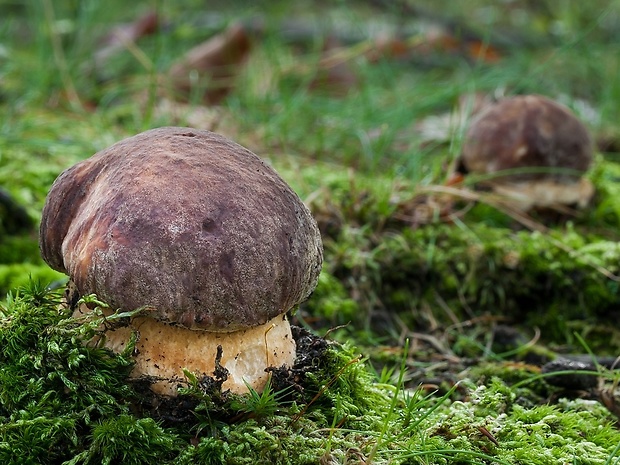 hríb sosnový Boletus pinophilus Pil. et Dermek in Pil.