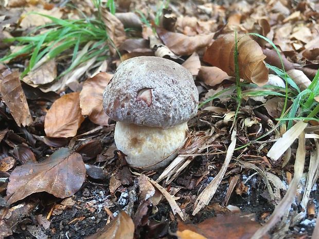 hríb sosnový Boletus pinophilus Pil. et Dermek in Pil.