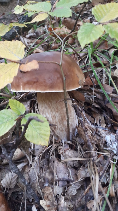 hríb dubový Boletus reticulatus Schaeff.