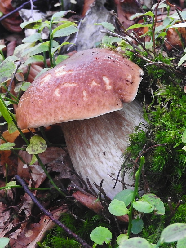 hríb Boletus sp.