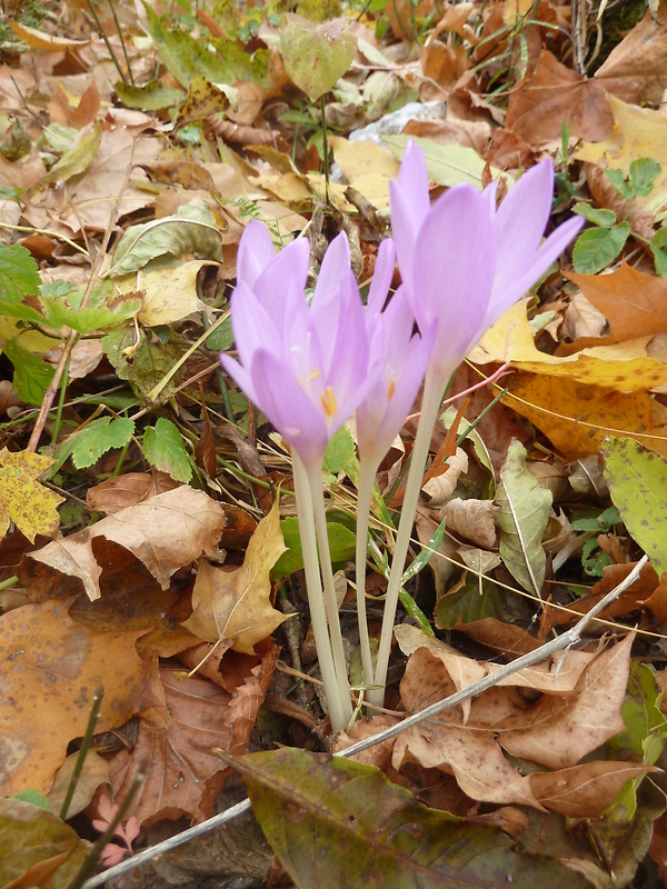 jesienka obyčajná Colchicum autumnale