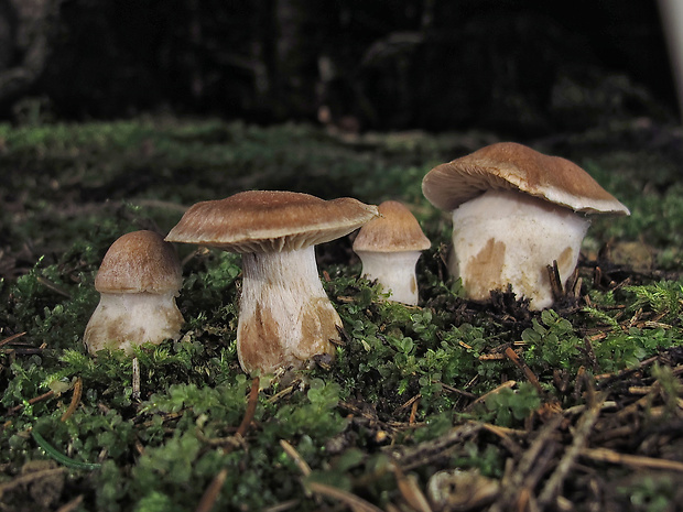 pavučinovec Cortinarius sp.