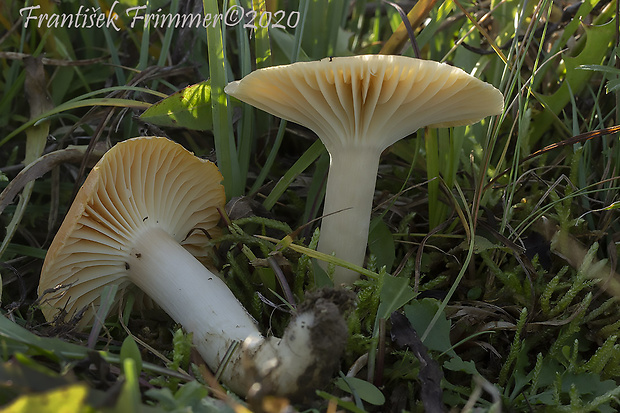 lúčnica statná Cuphophyllus pratensis (Fr.) Bon