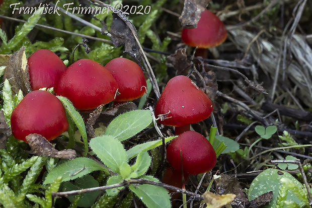 lúčnica šarlátová Hygrocybe coccinea (Schaeff.) P. Kumm.