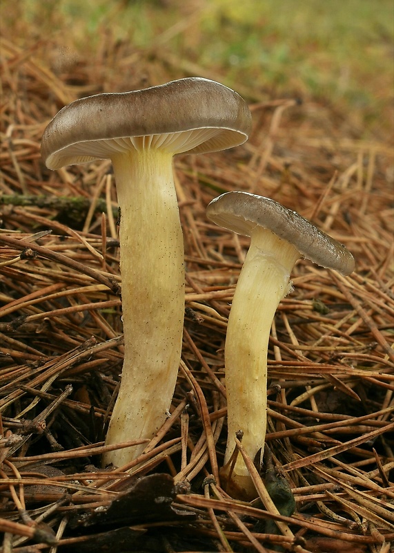 šťavnačka mrazová Hygrophorus hypothejus (Fr.) Fr.