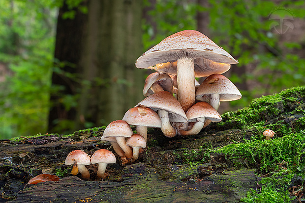 strapcovka tehlovočervená Hypholoma lateritium (Schaeff.) P. Kumm.