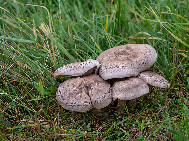 pôvabnica mramorovaná Lepista panaeolus (Fr.) P. Karst.