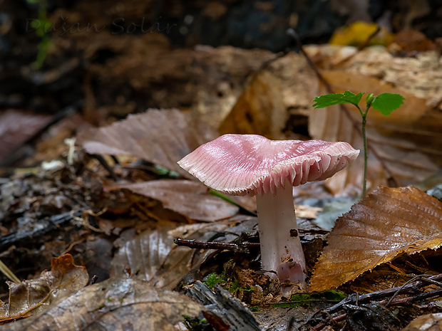 prilbička ružovkastá Mycena rosea Gramberg