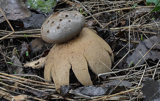 mnohokrčka dierkovaná Myriostoma coliforme (Dicks.) Corda