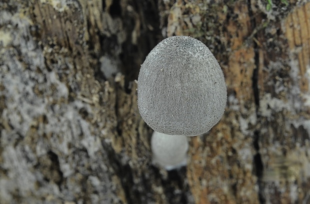 štítovka vŕbová Pluteus salicinus (Pers.) P. Kumm.