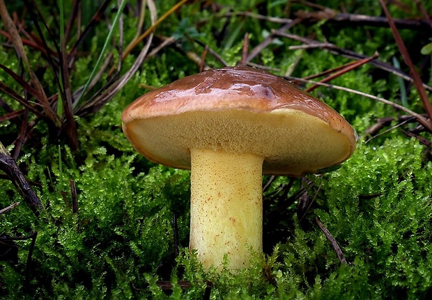 masliak kopcový Suillus collinitus (Fr.) Kuntze