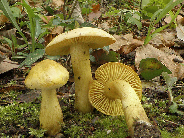 čírovka sírovožltá Tricholoma sulphureum (Bull.) P. Kumm.