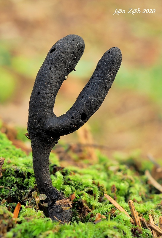 drevnatec štíhly Xylaria longipes Nitschke