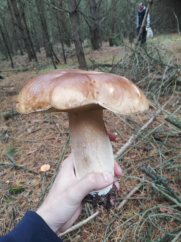 hríb smrekový šaštínsky Boletus edulis var. arenarius H. Engel, Krieglst. & Dermek 1983