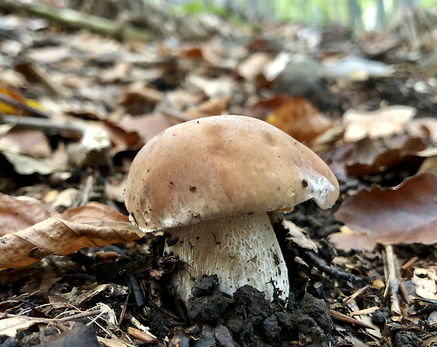 hríb smrekový Boletus edulis Bull.