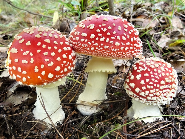 muchotrávka červená Amanita muscaria (L.) Lam.