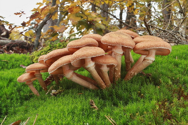 podpňovka tmavá Armillaria ostoyae (Romagn.) Herink