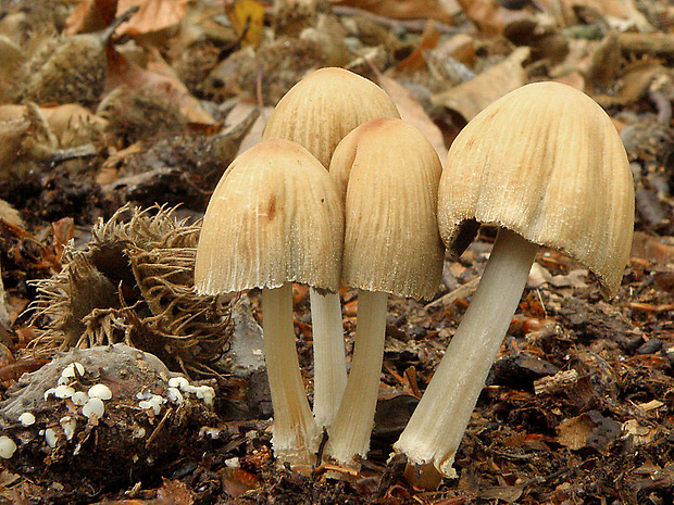 hnojník Coprinellus sp.