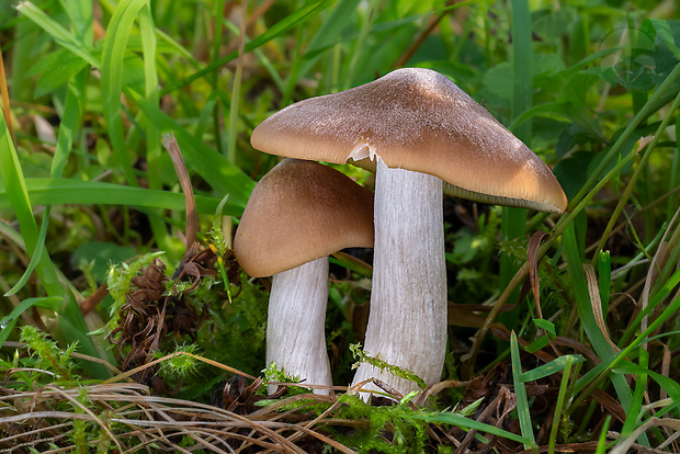 hodvábnica hrboľkatá Entoloma myrmecophilum (Romagn.) M.M. Moser