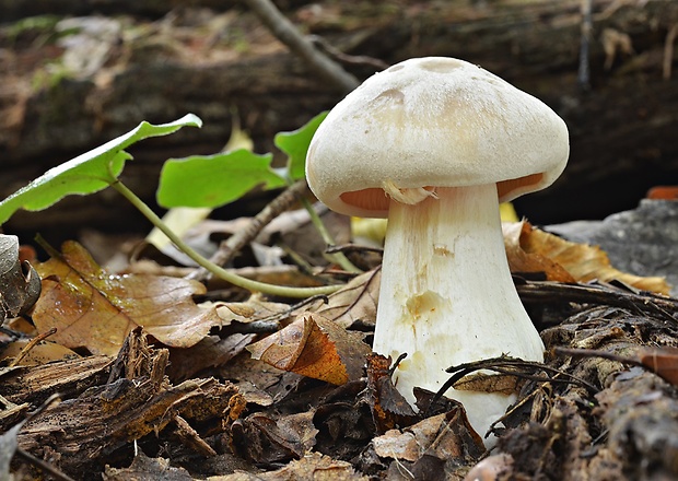 hodvábnica veľká Entoloma sinuatum (Bull.) P. Kumm.