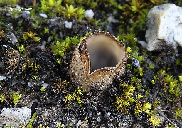 hrobnička Geopora sp.