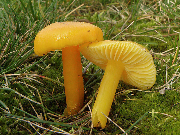 lúčnica citrónovožltá Hygrocybe chlorophana (Fr.) Wünsche