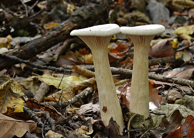 strmuľka veľká Infundibulicybe geotropa (Bull.) Harmaja